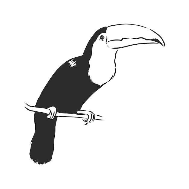 Toucan hand getekende vector llustration realistische schets, Toucan bird, vector schets illustratie