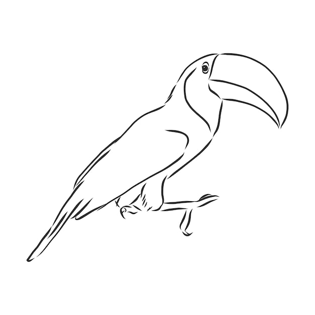 Toucan hand getekende vector llustration realistische schets, toucan bird, vector schets illustratie