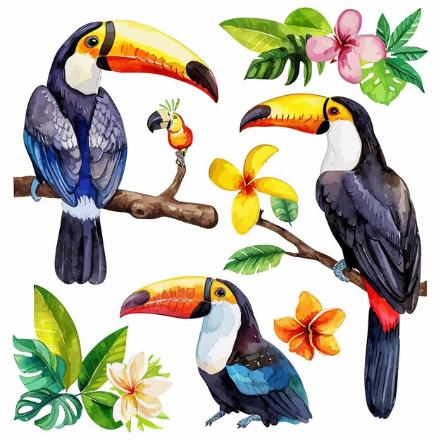 Toucan illustration