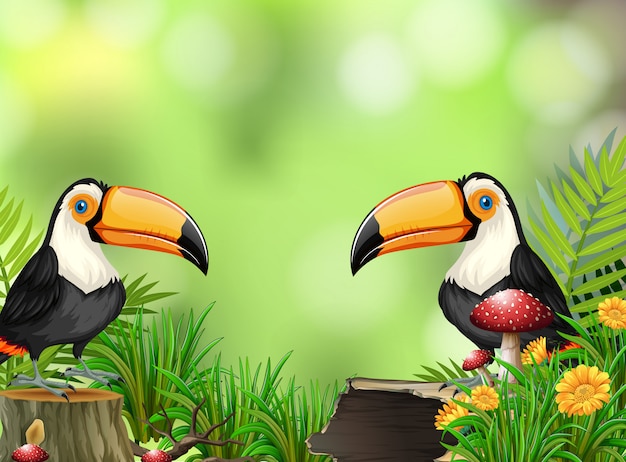 Toucan in nature background