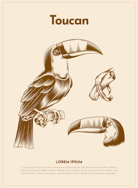 Toucan retro animal illustration