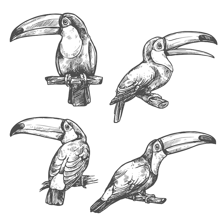 Vector toucan tropical bird sketch exotic animal design