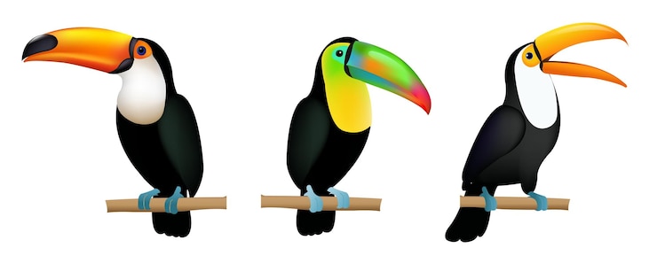 Vector toucans set isolated white background