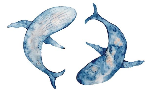 Tow blue whales watercolor illustration. Hand drawn painting, isolated on white background.