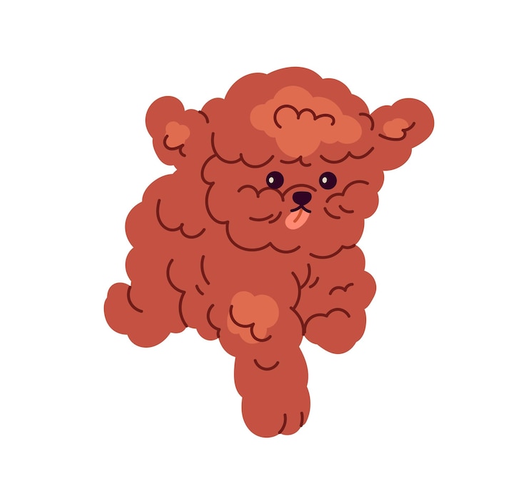 Vector トイ・プードル (toy poodle) は犬の犬犬で犬犬は犬犬の犬である犬犬が犬犬を犬犬に犬犬犬犬犬... 続きを読む 白い背景に隔離された平らなグラフィック・ベクトルイラストレーション