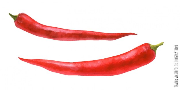 Traced watercolor illustration of red hot pepper