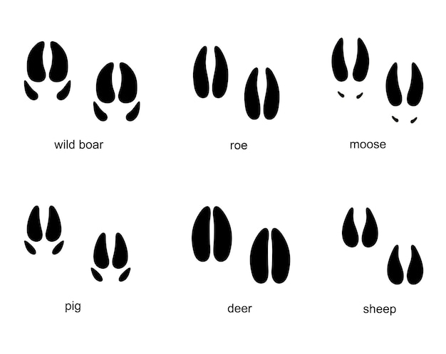 Traces of ungulate Animals animal track Traces of elk wild boar deer roe deer