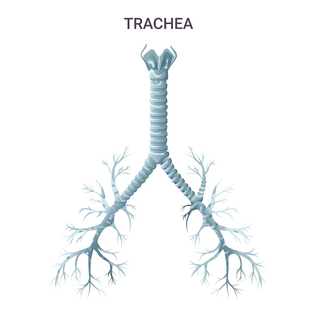 Vector trachea medical educational diagram vector illustration