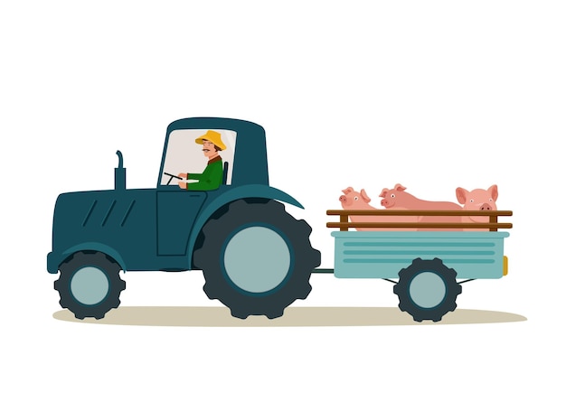 트레일러가 달린 트랙터로 돼지를 운반합니다. 육류 회사를 위한 농우 운송