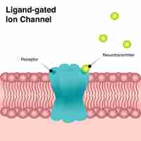 Vector transmembrane ligand-gated ion channel vector diagram