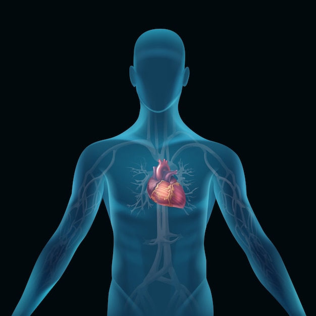 transparent blue human silhouette with anatomical heart