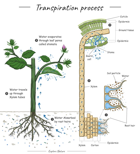 ベクトル 蒸散プロセスまたは植物の解剖学的構造との結合