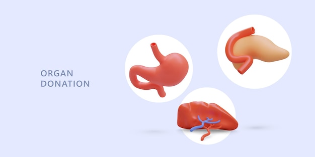 Transplantation organ bank Donation of internal organs Concept with 3D stomach pancreas spleen