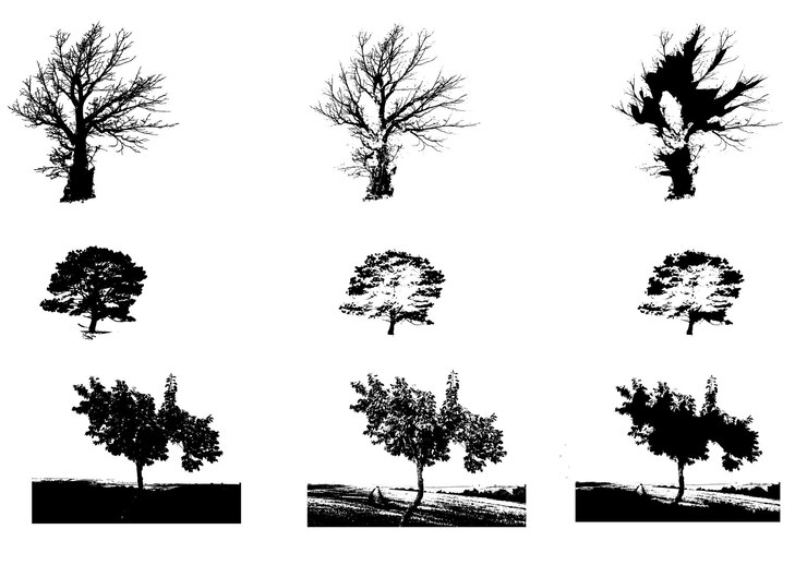 Vector tree autumn png