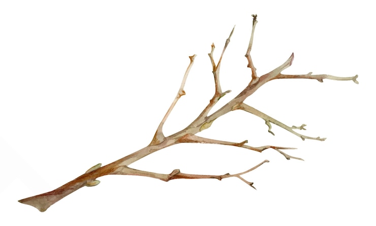 Vector tree berry or bush branch twig with no leaves early spring late autumn or winter green stalks buds