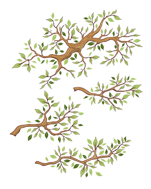 ベクトル 木の枝セット、季節夏