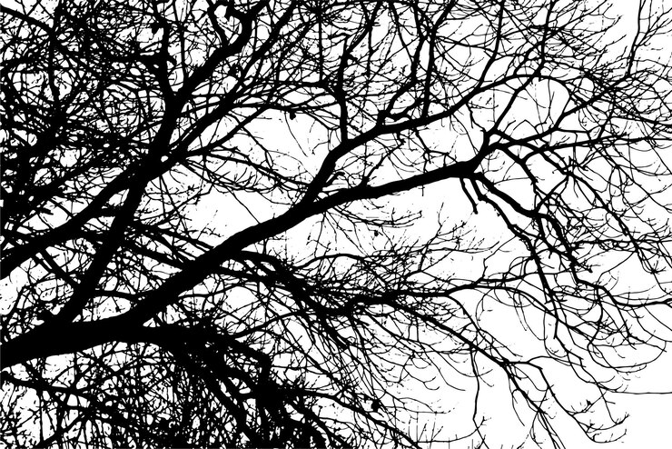 Vector tree branch silhouette on transparent background