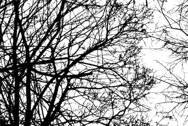 Tree branch silhouette on transparent background