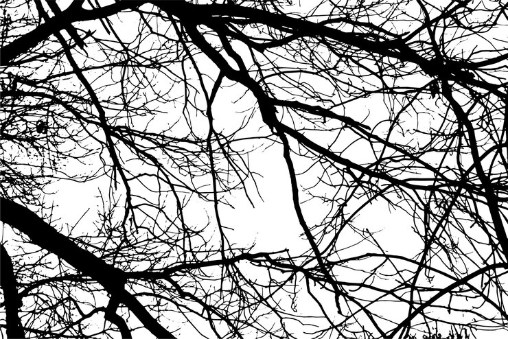 Vector tree branch silhouette on transparent background