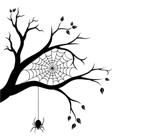 Tree branch and spider web