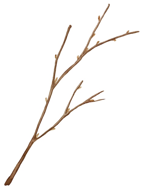 Tree branch watercolor vector botanical illustration