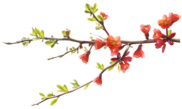 Vector tree branch with cherry blossoms