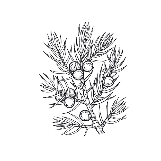 Ветка дерева с ягодами можжевельника Векторная иллюстрация на белом фоне Винтаж