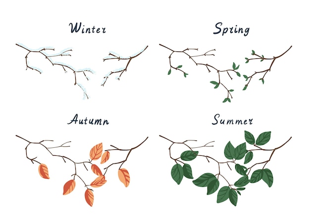 Tree branches of the seasons winter, spring, summer, autumn. Vector illustration