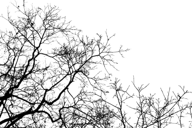 Vector tree branches on white background