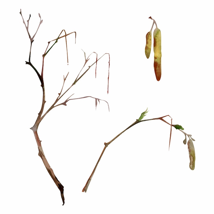 Vector tree or bush branch twig with catkins no leaves early spring late autumn or winter dark brown bark
