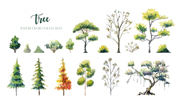 Vector tree and bush water color painting collection.