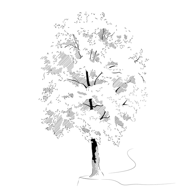 Vector tree drawn with black pencil vector illustration of an outline of a tree with foliage