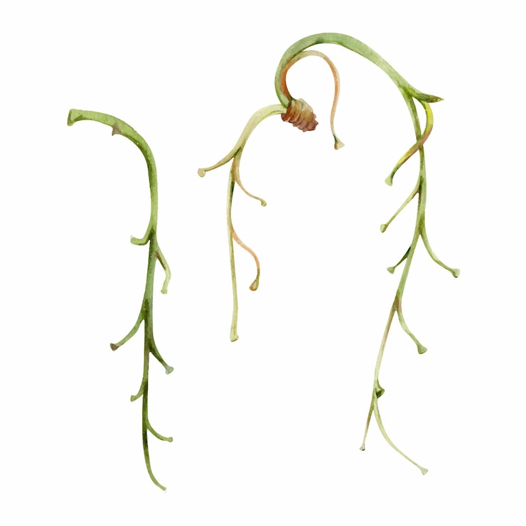 Vector 나무 꽃 베리 또는 덤불 라세메 긴 식물 줄기 가지 가지 어리 수채화로 손으로 그려진 늦은