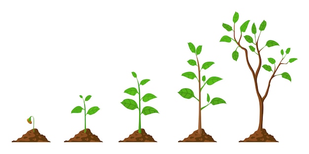 ベクトル 木が育ちます。種子から緑の葉の苗木までの植物の成長。土壌中の苗木と成長する木の段階。ガーデニングプロセスベクトルの概念。エコ、植物栽培、緑の葉