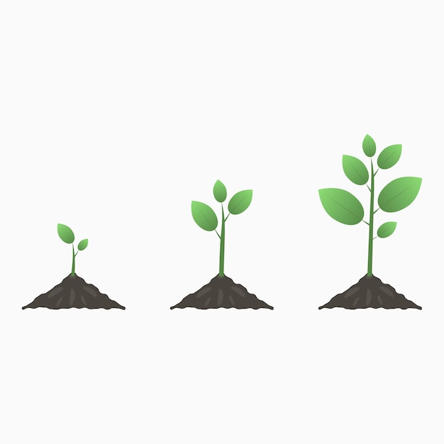 Tree growth. Stages of the plant life cycle. Vector illustration.