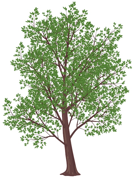 벡터 개화 나무