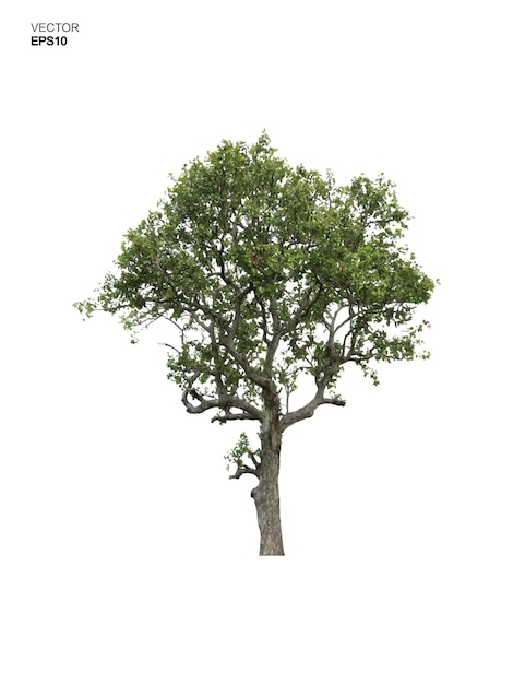 Albero isolato su sfondo bianco. uso dell'idea di un parco e di un oggetto all'aperto per la progettazione del paesaggio, decorativo architettonico. illustrazione vettoriale.