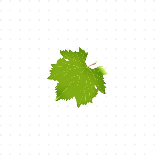 Vector tree leaf isolated illustration