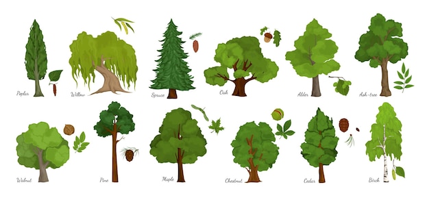 Vettore set di semi di foglie di albero