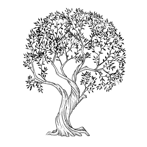 Olive tree hand drawn illustrations sketch Vector 25797746 Vector Art at  Vecteezy