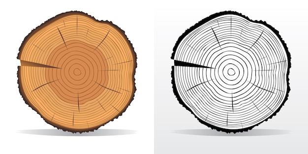 Vector tree rings and saw cut tree trunk