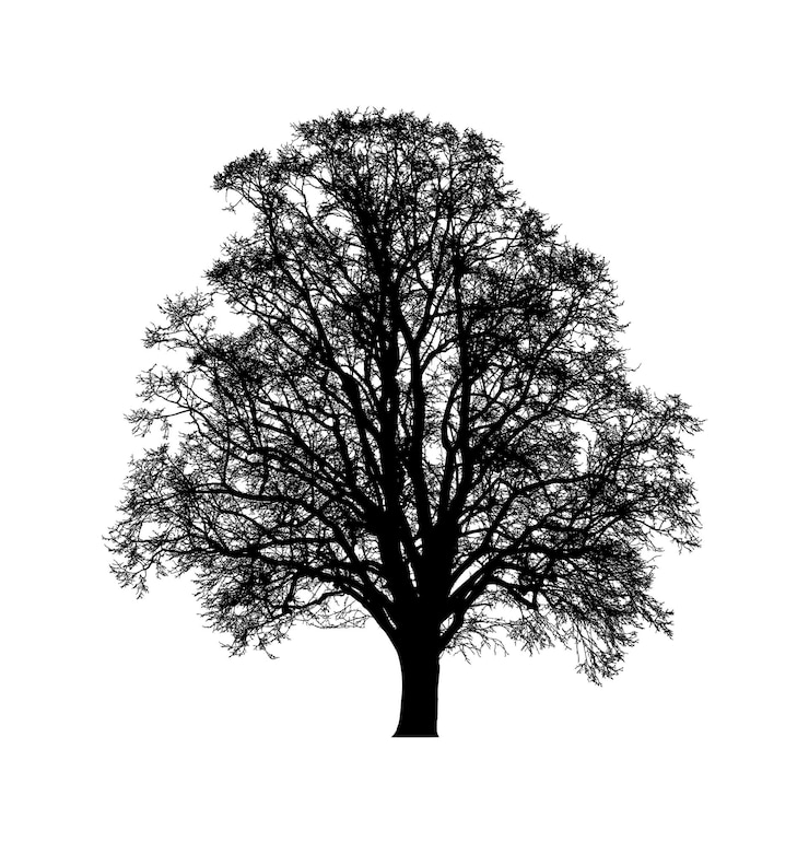 Vector tree silhouette black and white icon