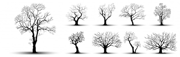 Tree silhouette isolated on white background.