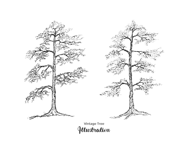 Vettore illustrazione di vettore di schizzo dell'albero