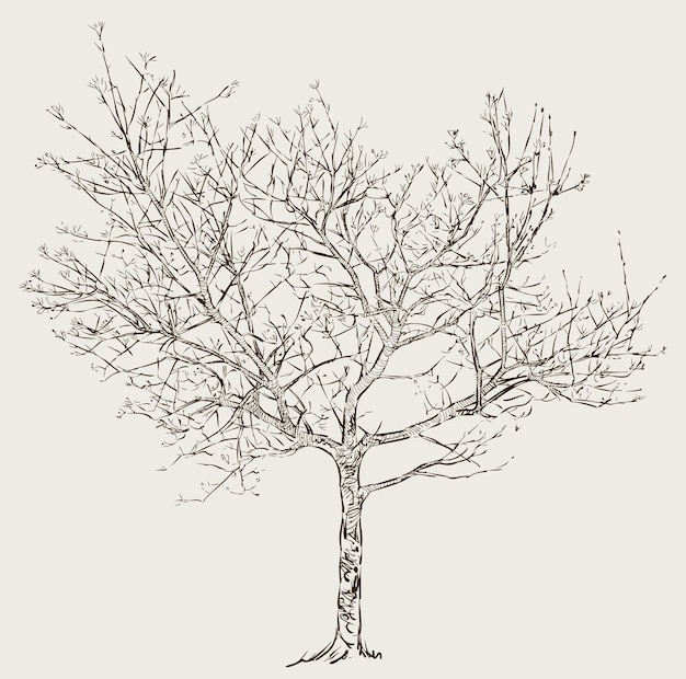 Vector tree in the spring