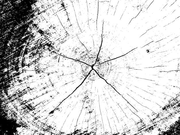 A tree trunk with a cross section of the tree trunk.