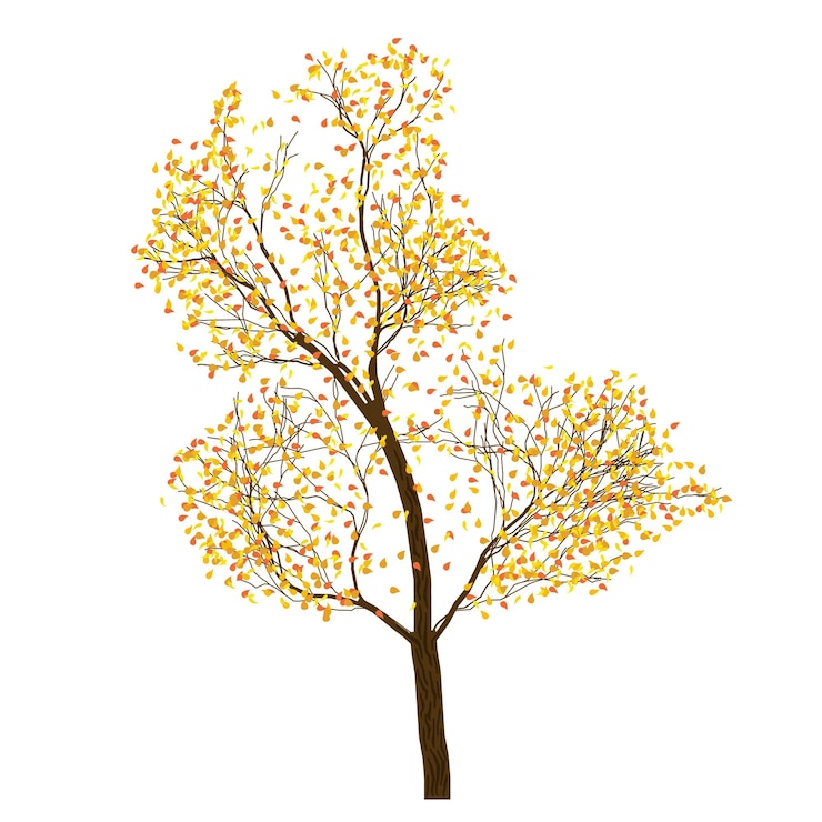 Vector tree with autumn foliage tree on white background