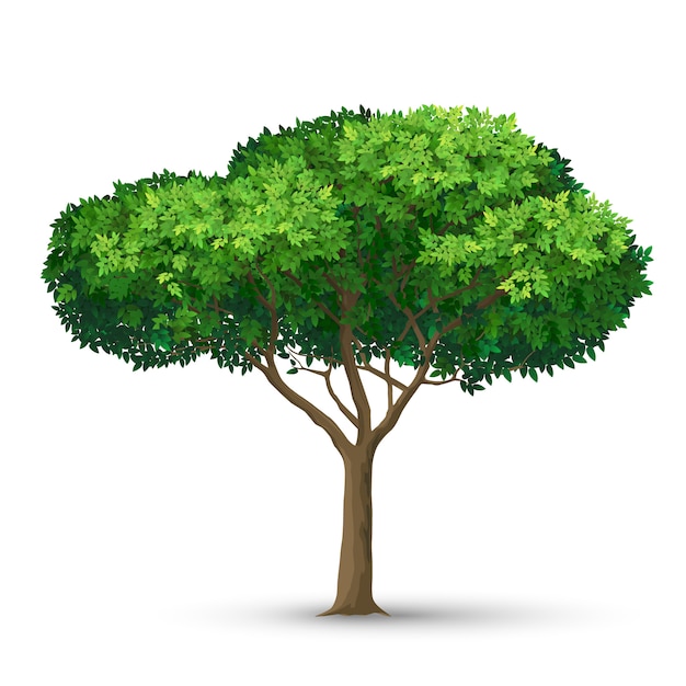 A tree with a dense crown and green leaves. Detailed illustration isolated on white background.