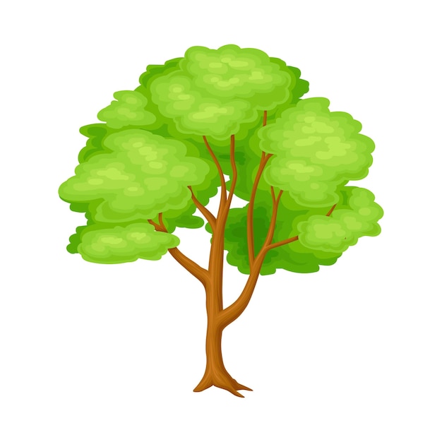 Vector tree with exuberant green foliage and trunk vector illustration