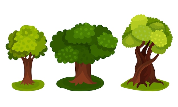 Vector tree with exuberant green foliage and trunk vector illustration